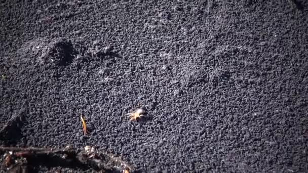 Grandes Grappes Petits Arthropodes Six Pattes Surface Eau Estuaire Tiligul — Video