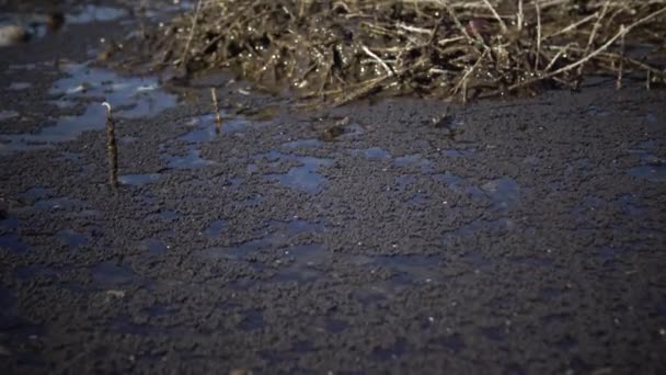 Huge Clusters Six Legged Small Arthropods Water Surface Tiligul Estuary — Stock Video