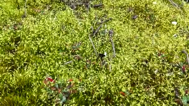 Los Musgos Son Pequeñas Plantas Sin Flores — Vídeos de Stock