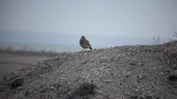 Euraziatische Veldleeuwerik Alauda Arvensis Een Kleine Zangvogel — Stockvideo