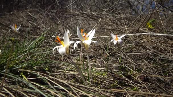 Crocus Dubový Baňatý Trvalka Přírodě Svazích Tiligul Ústí Červená Kniha — Stock video