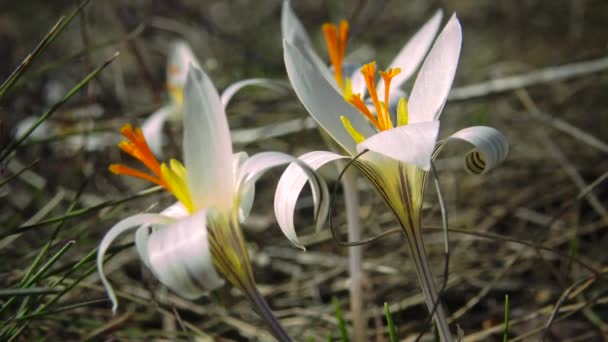 Crocus Dubový Baňatý Trvalka Přírodě Svazích Tiligul Ústí Červená Kniha — Stock video