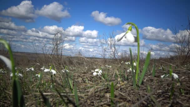 Amaryllidaceae Amaryllidoideae Galanthus Elwesii Elwes Barátait Hóvirág Nagyobb Hóvirág Vadon — Stock videók