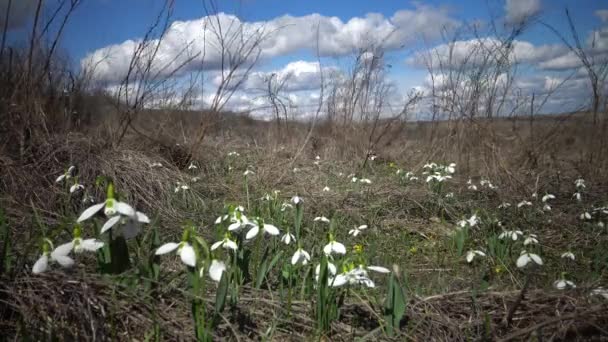 Amaryllidaceae Amaryllidoideae Galanthus Elwesii Elwes Snowdrop Greater Snowdrop Wild Slopes — Stock Video