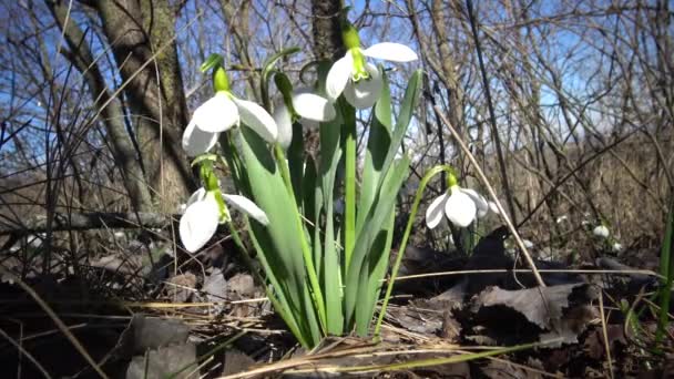 Amaryllidaceae Rostlin Galanthus Elwesii Elwes Sněženka Větší Sněženka Přírodě Svazích — Stock video