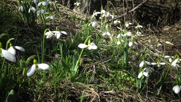 Amaryllidaceae Rostlin Galanthus Elwesii Elwes Sněženka Větší Sněženka Přírodě Svazích — Stock video