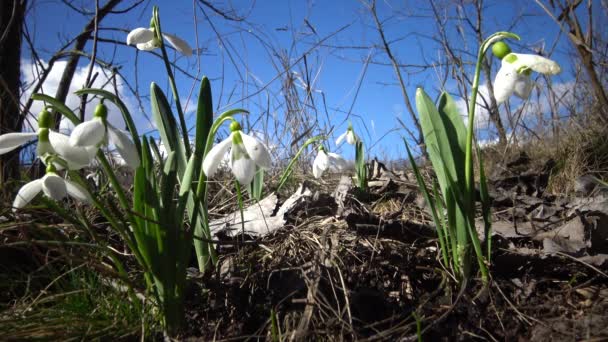 Amaryllidoideae Amaryllidaceae Galanthus Elwesii Elwes Van Snowdrop Grotere Snowdrop Het — Stockvideo