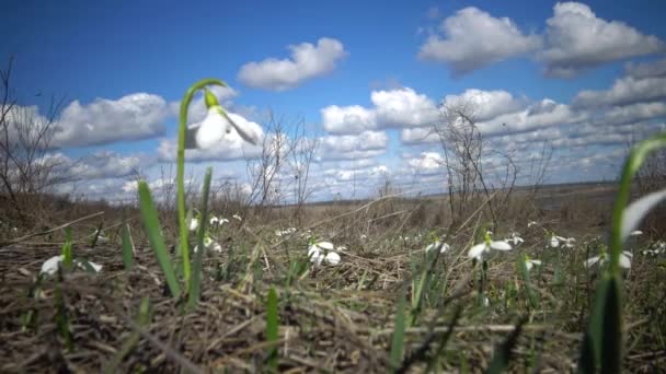 Amaryllidoideae Amaryllidaceae Galanthus Elwesii Elwes Van Snowdrop Grotere Snowdrop Het — Stockvideo