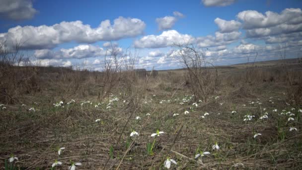 Amaryllidaceae Amaryllisväxter Galanthus Elwesii Elwess Snödroppe Större Snowdrop Vilt Sluttningarna — Stockvideo