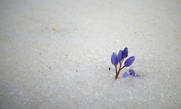 Flores violetas na primavera sob a neve. Gotas de neve na primavera — Fotografia de Stock