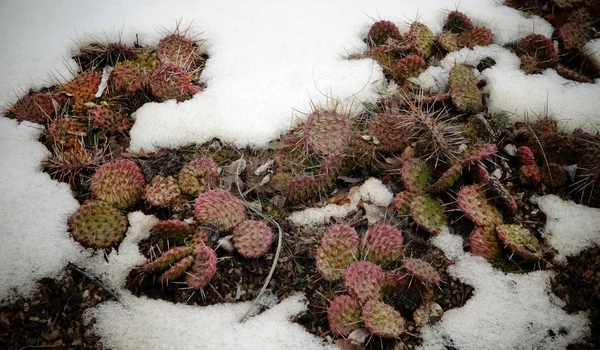 Hibernation dans les cactus en pleine terre, au printemps sous — Photo