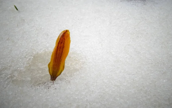 Crocus, fleurs printanières poussent de la neige — Photo