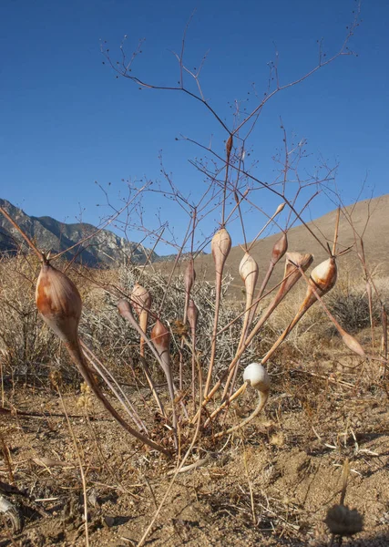 시에라 Nevad에 줄기의 두껍게 초본 식물 — 스톡 사진