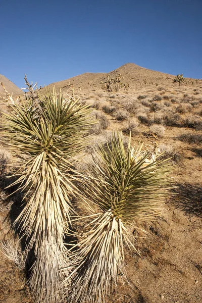 Muchas Yucca grandes en las montañas de Sierra Nevada, California, EE.UU. — Foto de Stock