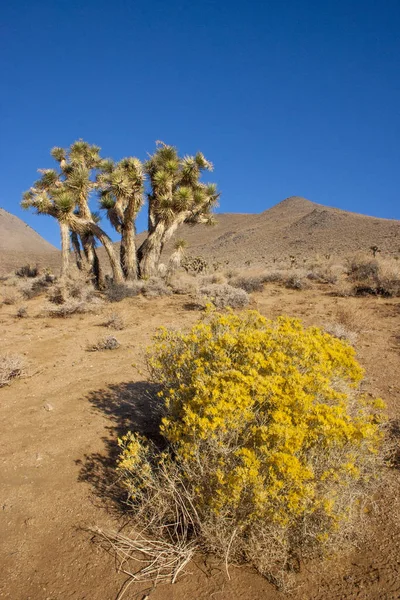 Beaucoup de grands Yucca dans les montagnes de Sierra Nevada, Californie, États-Unis — Photo