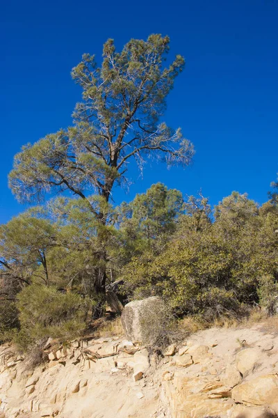 Gehölze und krautige Pflanzen in den Sierra Nevada Bergen, Cali — Stockfoto