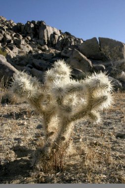 Kaktüsler ile beyaz dikenler taşlar (Cylindropuntia echinocarpa arasında)