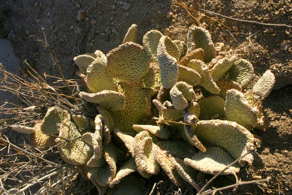 Chenille Prickly Pear Cactus Opuntia Aciculata Mojave Desert Joshua Tree — Stockfoto
