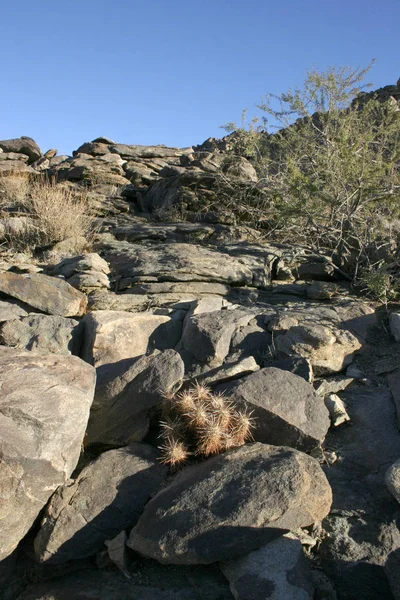 Echinocereus Engelmani Csoport Kaktuszok Közül Kövek — Stock Fotó