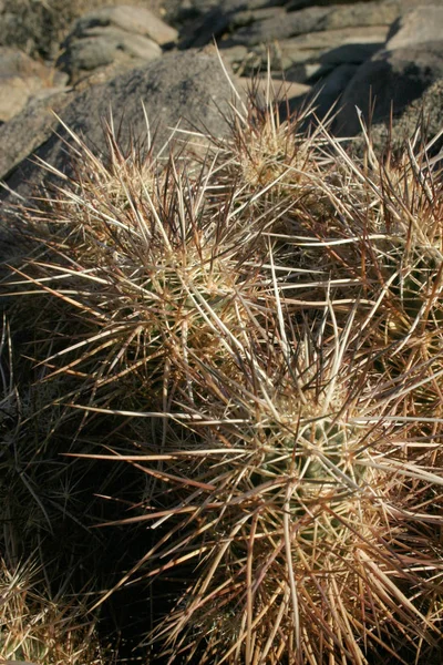 Echinocereus Engelmani Grupp Kaktusar Bland Stenar — Stockfoto