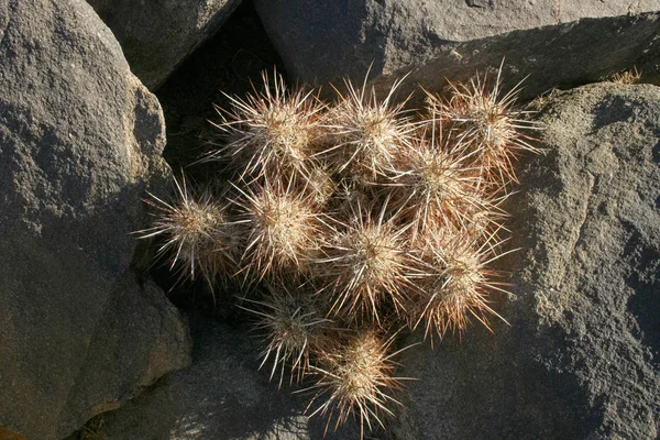 Echinocereus Engelmani Gruppo Cactus Tra Pietre — Foto Stock