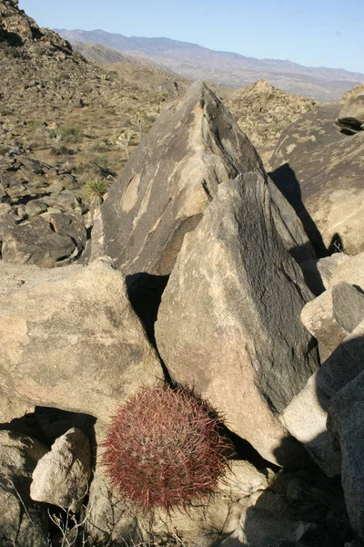 Ferocactus cilindro tra le pietre, Cacti con punture rosse — Foto Stock