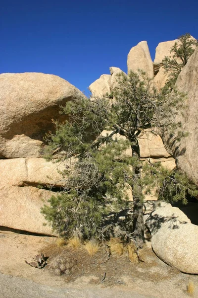 Amazing nature of the Joshua Tree National Park which is part of — Stock Photo, Image