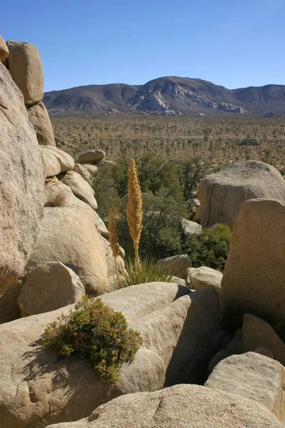 Nolina Beargrass κρυμμένη κοιλάδα τοπίο έρημο Mojave Joshua Tr — Φωτογραφία Αρχείου