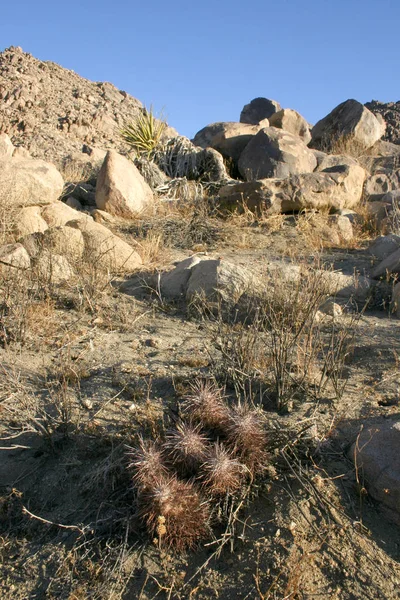 Echinocereus engelmani. Grupo de cactos entre pedras — Fotografia de Stock