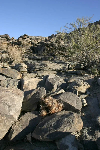 Echinocereus engelmani. Csoport, a kaktuszok közül kövek — Stock Fotó