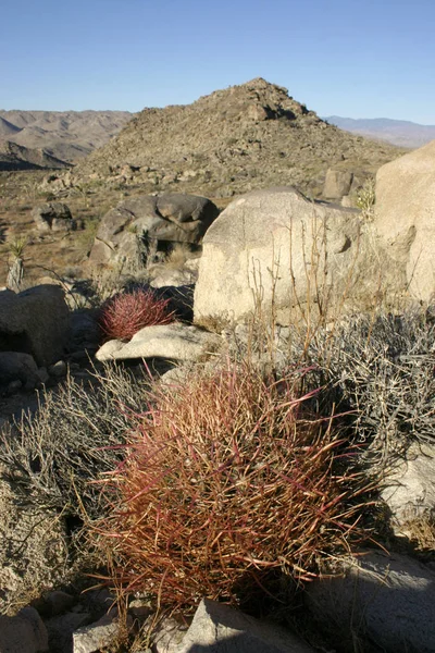 Ferocactus cylindreus μεταξύ των πετρών, κάκτοι με κόκκινα αγκάθια — Φωτογραφία Αρχείου