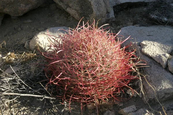 Ferocactus cylindreus entre as pedras, Cacti com espinhos vermelhos — Fotografia de Stock