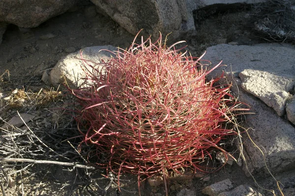 Ferocactus cylindreus 돌, 붉은 가시 나무와 선인장 들 — 스톡 사진