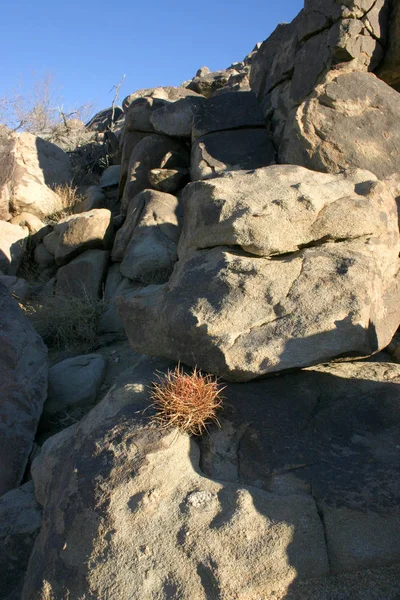 Ferocactus cilindro entre las piedras, Cacti con espinas rojas —  Fotos de Stock