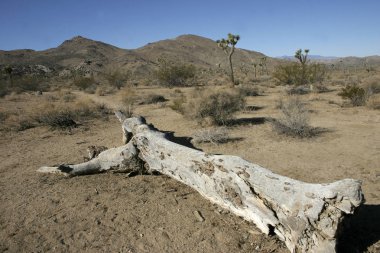 Joshua ağaç manzara Yucca Brevifolia Mojave Desert Joshua Tree National Park California 