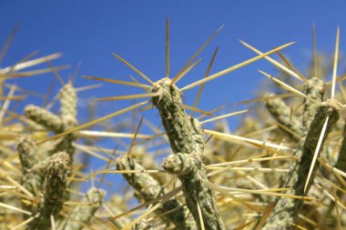 Cylindropuntia ramosissima, kalem cholla, Ca