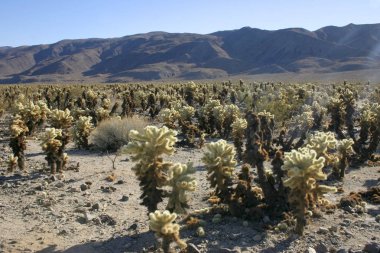 Cholla kaktüs garden joshua tree national Park