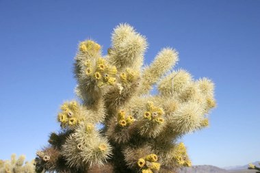 Cholla kaktüs garden joshua tree national Park