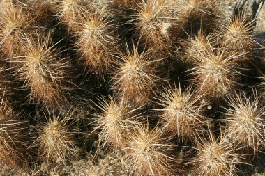 Kaktüs taşlar arasında grup Echinocereus engelmanii, Maltepe