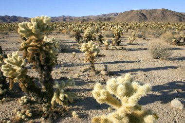 Cholla kaktüs garden joshua tree national Park
