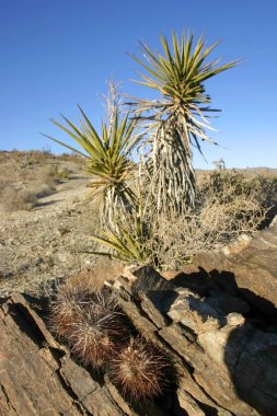 Maltepe Maltepe peyzaj Yucca Brevifolia Mojave çöl