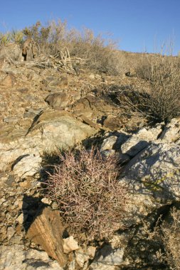 Echinocactus polycephalus - yamaçları daha fazla bitkiler büyüyor