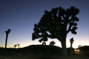 Maltepe peyzaj Yucca Brevifolia, Mojave Çölü Joshua Tree National Park, Kaliforniya