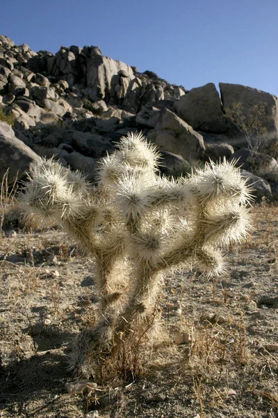 Cacti White Thorns Stones Cylindropuntia Echinocarpa — Stock Photo, Image