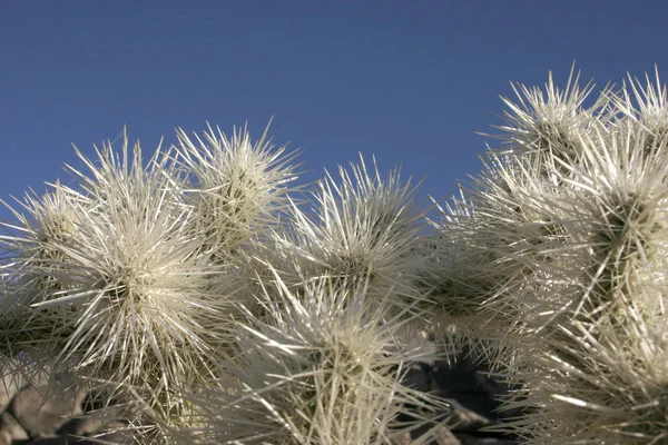 Kaktusy Bílým Trny Mezi Kameny Cylindropuntia Echinocarpa — Stock fotografie