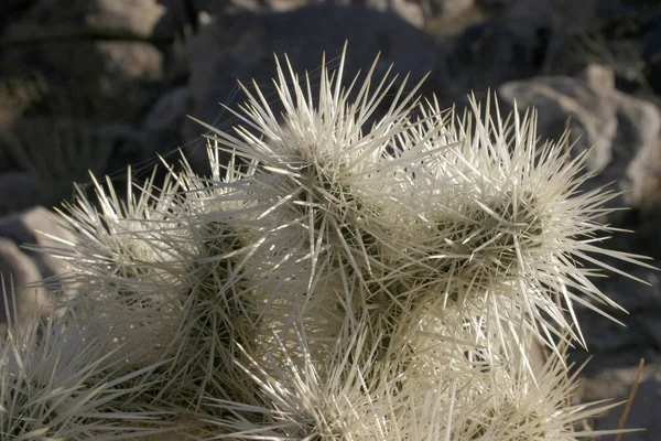 Cacti Com Espinhos Brancos Entre Pedras Cylindropuntia Echinocarpa — Fotografia de Stock