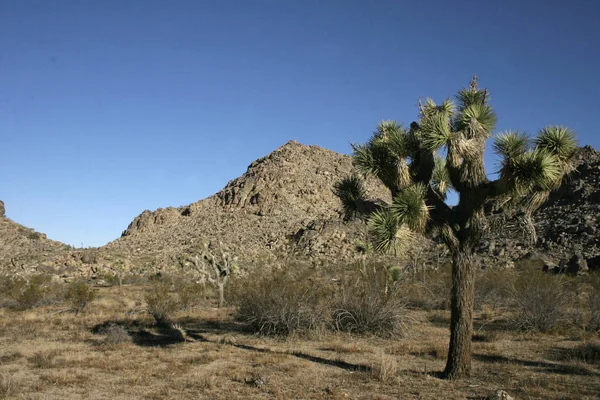 Many Branches Joshua Tree Yucca Brevifolia Mojave Desert Joshua — Stock Photo, Image