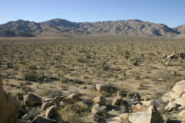 Rots beklimming Joshua Tree grote rotsen Yucca Brevifolia Mojave-woestijn — Stockfoto