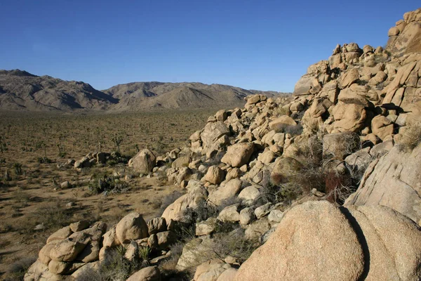 Ροκ ανόδου Joshua Tree μεγάλοι βράχοι Yucca Brevifolia έρημο Mojave — Φωτογραφία Αρχείου