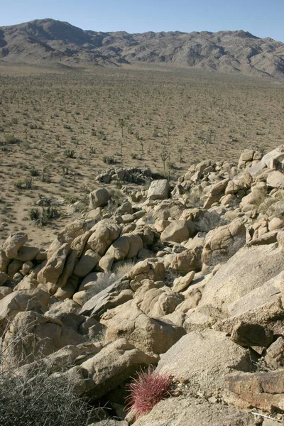 Ferocactus cylindreus wśród kamieni, kaktusy z czerwonym kolki — Zdjęcie stockowe